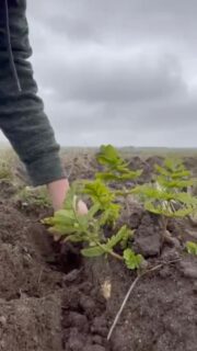 Parsnip Season is upon us and one of the joys of a parsnip glean is finding the parsnip of the day! Parsnips are delicious roasted,mashed ,chipped or used in soups, being rich in fibre, potassium and vitamin C. We will be picking parsnips next week so DM for details if you’d like to come along to the Sennen area and join us. #parsnips #volunteeringisfun #sennen #surplusfood #gleaning