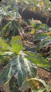 Wow what a BUMPER WEEK!
With HUGE THANKS to our super supportive farming community @riviera.produce for scrumptious cauliflower @collinscornishpotatoes for smashing spuds and Brew farm Sennen for perfect parsnips. Working collaborations with local producers enables us to support those in food poverty across Cornwall, and beyond#community #cornwallfarmers #supportivecommunity #gleaning #freshproduce #nourishment #helpinghands