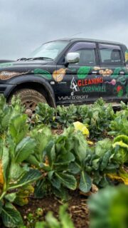 Super springy kale glean this week. What a fab superfood this is. This one is an easy pick, no bending down and no equipment needed to harvest these beauties.#nutrition #riviera.produce#kale #superfood #nutritiousanddelicious #greens #volunteering#gleaning #foodpoverty #helpinghands ##cornwall