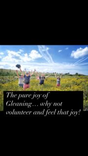 Wow look at the beautiful flowers we found in the cabbage patch today. They made everyone extra happy with their smiley yellow blooms. We have such enriching times out gleaning. Why not come along and experience some of that joy#gleaning #joyfulness #volunteeringopportunities #cornwalluk #foodwasteprevention #community #grattitude
