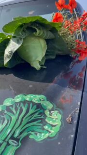 Off to recce this pointy cabbage patch. Loving the summertime gleans and bonus  flowery field finds#summer2025 #gleaning #cornwall #cornwallfarmers #fieldtoplate #foodpovertyawareness #cornishlife #communitysupport