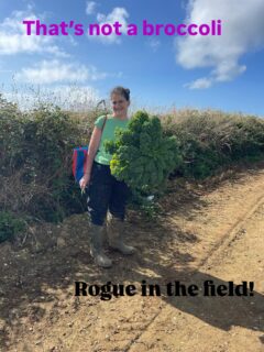 What a day! Storm Floris may not have battered Cornwall but we certainly had the persistent rain…. That is until we headed out to the fields of Baldu to harvest the remnants of a broccoli crop. Netting an awesome bounty of 87 crates…. And a rogue Kale! Well done team Gleaning Cornwall,  and Thank you to Simon Whear for donating the left over produce. Tiny but perfect.  #broccoli#freshveg#nutrition#surplus #gleaning #fieldworkers #foodwasterecycling #feedingthoseinneed #cornwalluk #outdoors #sunshineaftertherain