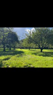 What a wonderful way to spend a Monday morning. With blue skies and occasional showers we were treated to the delights of a 30year old orchard full of Cornish variety apples. And wow, there some beauties. Its not all mud and brassicas, especially at the moment whilst we are lucky enough to be invited to some stunning Cornish gardens. With much gratitude to the team at #tresillianhouse not only for the apples but for the peak into the walled garden,  shared with such a passion, knowledge and commitment.#applesofinstagram #orchards #community #foodpovertyawareness #nutrition #volunteeringopportunities #teamwork #gleaning #cornwalllife