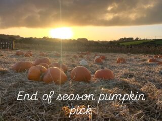 Capturing the last of the light on a stunning autumn evening. Grateful to receive these perfect pumpkins from Presingol farm. Lending a colour to soups and stews, pumpkins and squashes are versatile, tasty and nutritious… perfect for hungry tummies #autumnvibes🍁 #nutrition #gleaning #foodpovertyawareness #farming#cornwalluk