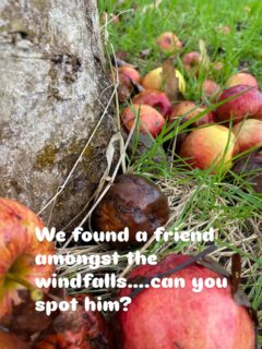 We were very grateful to glean 26crates of sweet and crunchy Jonagold apples from a private orchard last week. Mr Toad popped out to say hello from his spot below the tree, nestled amongst the windfalls…. He loves apples too!#apples#jonagold #orchards #cornwallfood #gleaningforgood #foodpovertyawareness #volunteer