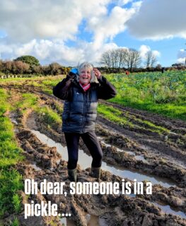 Oops, who didn’t see the wellie warning! We had lots of fun pulling these beauties out of the sticky mud on our glean on Tuesday. With thanks to #Riviera.produce for this surplus produce. We harvested a whopping 118 crates of cauliflower to send out for those suffering food poverty in Cornwall and Devon. #surplusfood #gleaning #riviera.produce#cornwall#muddyfields #fightingfoodpoverty #freshproduce #cornishfarming #communityspirit