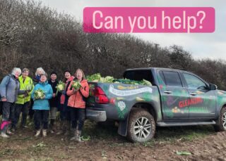 Gleaning Cornwall saved local charities £182.000 in 2025. We did this by harvesting local surplus produce donated by kind farmers and distributing it to local food based charities. It’s easy really, but we need your help. Do you love Cornwall, discovering new places, being outdoors, meeting new people and making friends? Then this could be just the volunteering opportunity for you. DM for more information or contact through our website, link in bio #gleaning# #volunteer #community #helpingothers thegreatoutdoors