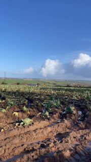 Super sunny Sunday vibes for our glean this morning. Whilst it was challenging due to the mud and scarcity of produce this goes to prove that even the smallest team can make a difference. Winter this year has been a soggy mess.  With few field gleans in January it felt great to be out in the sunshine this morning with our small team@of volunteers . Huge thanks to @RLWhear&son for supplying the surplus.#gleaning #rainbows #sundayvibes #farming #cornwallliving