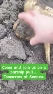 ‼️NOW CANCELLED ‼️Parsnips glorious parsnips… we need your help to pull em up! Come and join us in Sunny Sennen tomorrow Friday 20th March for a couple@of hours. DM for details. Refreshments provided…. Prize for the BIGGEST parsnip of the day. ☀️