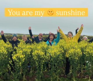 The skies may be grey but there is sunshine in our baskets. Thanks to @riviera.produce for this vibrant harvest of kale. Hundreds of tiny fresh leaves patiently picked by our valued volunteers #nutritiousanddelicious #sunshinefood #surplus #gleaning #cornishproduce
