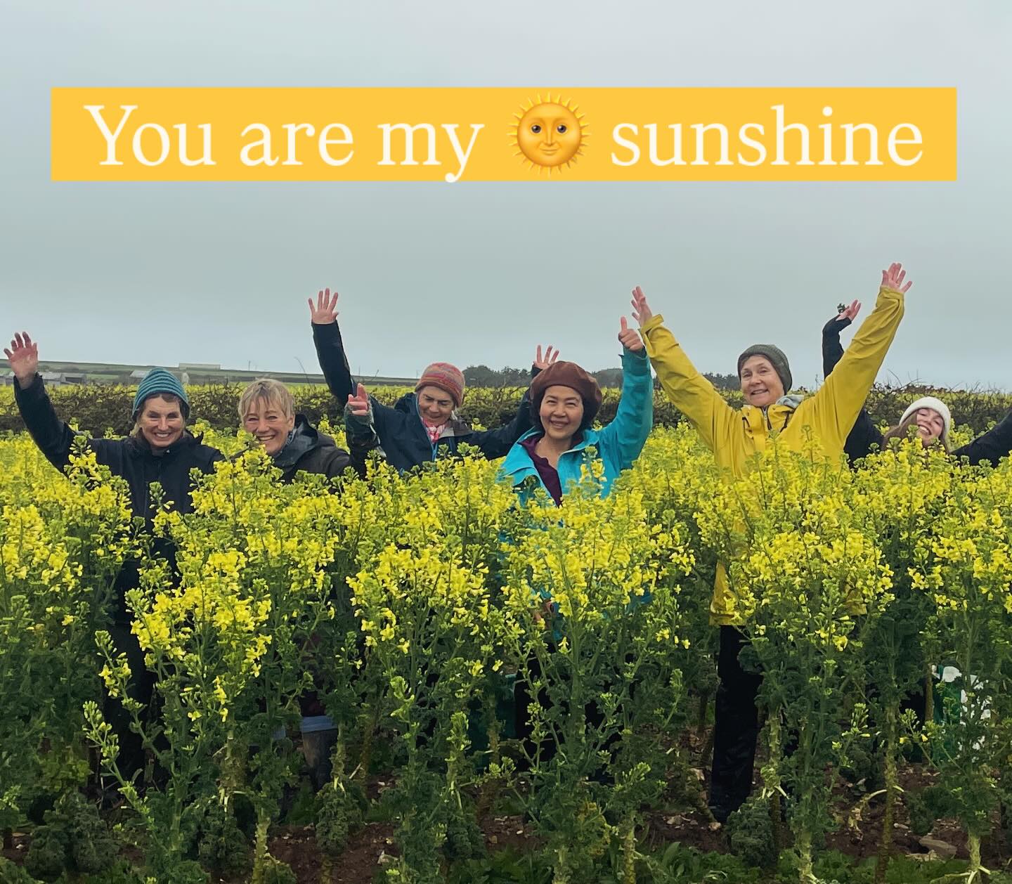 The skies may be grey but there is sunshine in our baskets. Thanks to @riviera.produce for this vibrant harvest of kale. Hundreds of tiny fresh leaves patiently picked by our valued volunteers #nutritiousanddelicious #sunshinefood #surplus #gleaning #cornishproduce