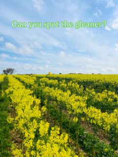 Can you find our volunteer gleaner amongst the vibrant kale flowers? We are a colourful bunch! Whats your favourite veg flower? #gleaning#flowers #nutriousanddelicious #eatflowers #volunteeringmatters