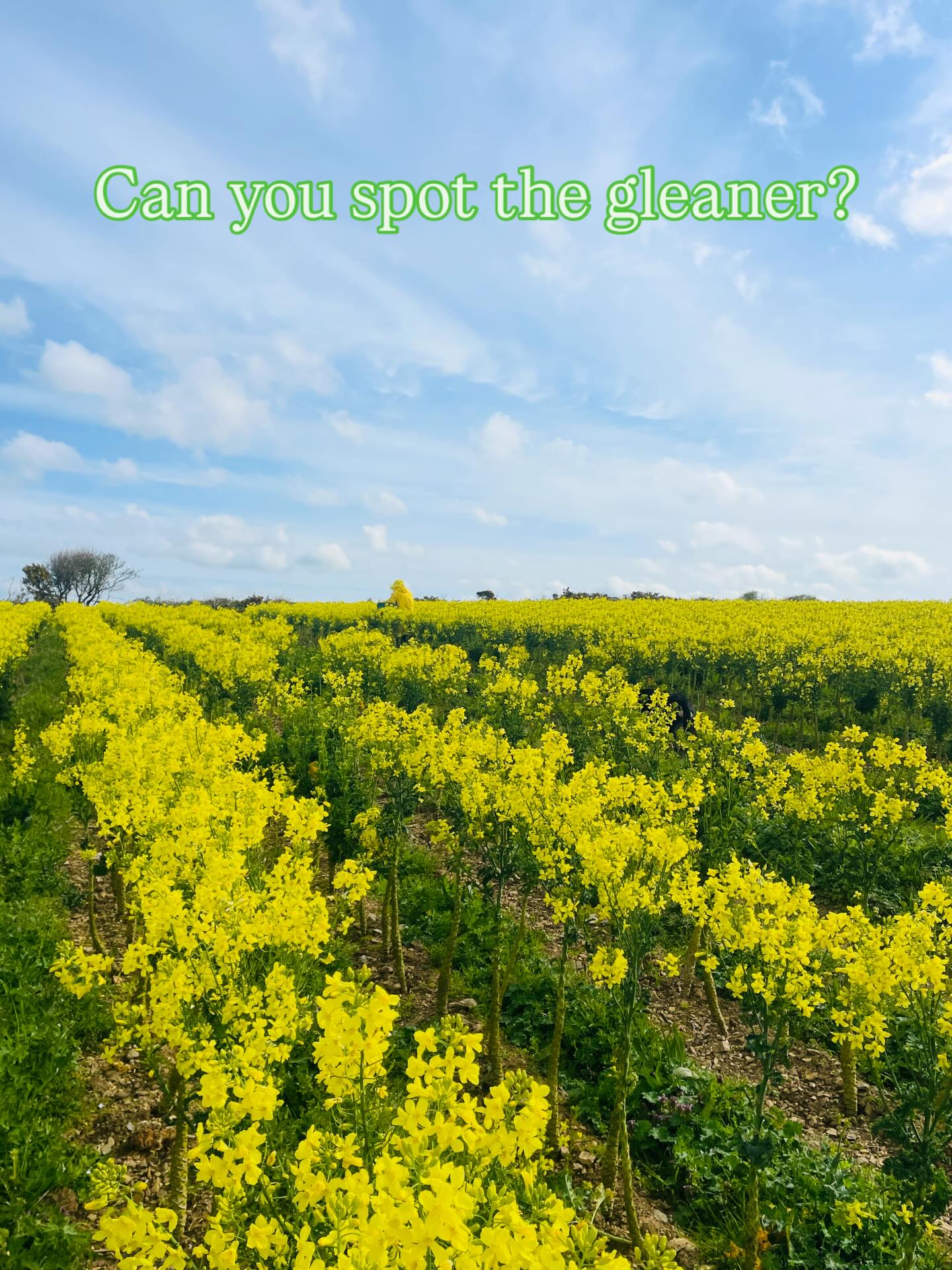 Can you find our volunteer gleaner amongst the vibrant kale flowers? We are a colourful bunch! Whats your favourite veg flower? #gleaning#flowers #nutriousanddelicious #eatflowers #volunteeringmatters