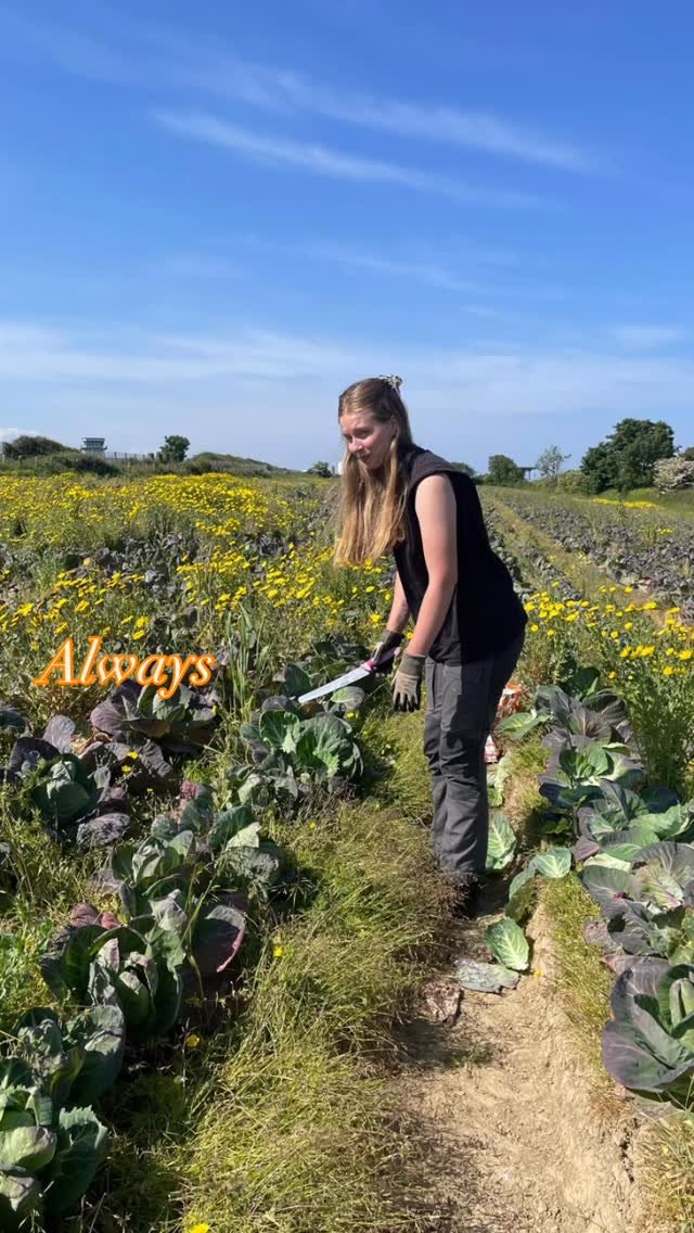 Farewell to one of our absolute 🌟 stars! Since 2024 Melina has been an incredible team player with us at Gleaning Cornwall. Her dedication and positivity has made a real impact on our community. We are all@sad to see you go, but excited for your next chapter as you head back to Sweden. Maybe you will start Gleaning Sweden! Tack så myket for everything…. You will be missed in the fields🥬🙏🥦#farewell #sweden #gratitude #volunteer #futureleaders