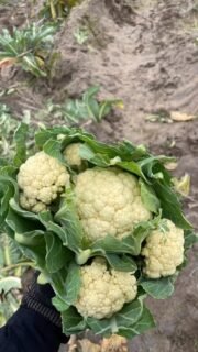 The humble cauliflower is grown all year here in Cornwall due to our mild climate. This means that due to the kind farms we collaborate with, we harvest tons of surplus cauliflower each year. Without a regular income from funding and donations we cannot continue. Please help us help others by nominating us for this funding.🔗in biog. Thanks folks#funding #helpushelpyou #communitysupport #gleaning