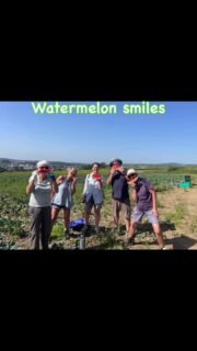 Hot hot 🥵  in the broccoli field this morning. Despite the extra early start we still endured a lot of heat . Our dedicated volunteers working to get food to those in need. #Thank goodness for a watermelon cooler.  #communitysupport #volunteersrock #freshnutrition #helpinghands