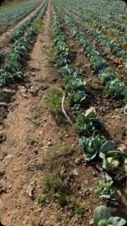 Fancy joining us for a glean on Tuesday 1st September? DM for details and find out more about what we do. #sweetheartcabbage #nutrition #cornwall#volunteer