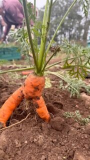 Well what a week! Across the network and thanks to our kind contributing farmers and producers we have gleaned: potatoes: savoy cabbages:broccoli: carrots: apples. All distributed by our incredible team of volunteers to all the corners of Cornwall. Some of these landed at KSBS Bodmin where they were transformed into healthy dinners for 89 hungry young people. Well done team Glean and all those that support us#communityaction #farming#cornwall #teamwork