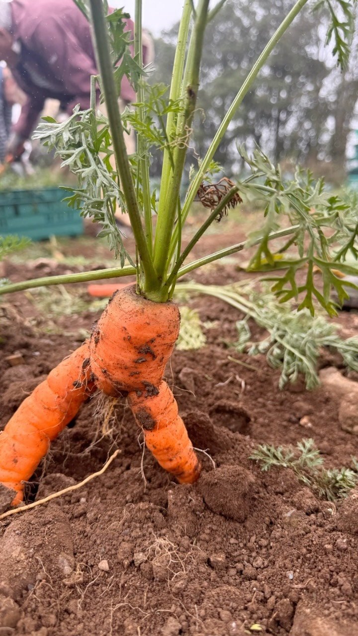 Well what a week! Across the network and thanks to our kind contributing farmers and producers we have gleaned: potatoes: savoy cabbages:broccoli: carrots: apples. All distributed by our incredible team of volunteers to all the corners of Cornwall. Some of these landed at KSBS Bodmin where they were transformed into healthy dinners for 89 hungry young people. Well done team Glean and all those that support us#communityaction #farming#cornwall #teamwork