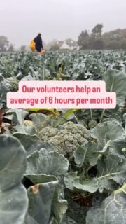 Do you have 6 hours per month that you could join us? We are expanding our network and are keen to engage with new volunteers to help with field gleans. If you have a few hours and are keen to learn more then pop us a dm for more details.