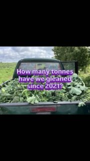 October heralds our annual stats review, and boy have we hit some milestones in 2026. This year we have harvested, by hand, 15 different types of fruit and vegetables. Making our total weight since the birth of the Gleaning Cornwall network in 2021 a WHOPPING 463 tonnes, that’s an average of 92 tonnes a year, saved from waste and distributed to those in our wonderful community who need a helping hand right now. We are eternally grateful to all the #cornishfarmers and producers with whom we collaborate to make this happen. To help,us continue providing this essential service please consider donating via our crowdfunding link🔗in our biog. Follow for the BIGGEST NEWS we have had to date.😮