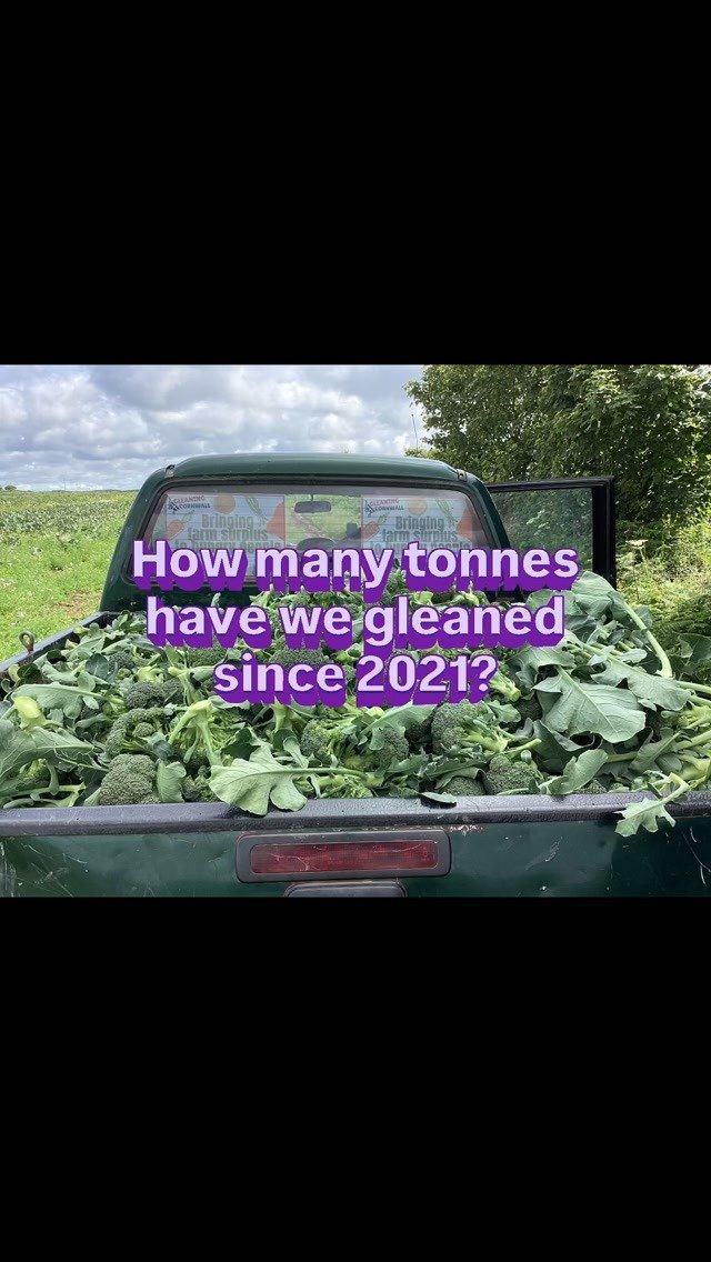 October heralds our annual stats review, and boy have we hit some milestones in 2026. This year we have harvested, by hand, 15 different types of fruit and vegetables. Making our total weight since the birth of the Gleaning Cornwall network in 2021 a WHOPPING 463 tonnes, that’s an average of 92 tonnes a year, saved from waste and distributed to those in our wonderful community who need a helping hand right now. We are eternally grateful to all the #cornishfarmers and producers with whom we collaborate to make this happen. To help,us continue providing this essential service please consider donating via our crowdfunding link🔗in our biog. Follow for the BIGGEST NEWS we have had to date.😮
