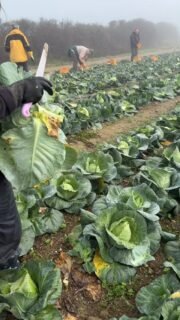Do you love spending time outside? How about Gleaning? We spend approximately 3 hours per glean in fields across Cornwall. Our teams are inclusive, welcoming and fun! You are directly helping support those in your community …. Whats not to like. Contact via DM or check out our website in our biog.#fieldsofgreen #cornishlife #charity #gleaning #communityevent