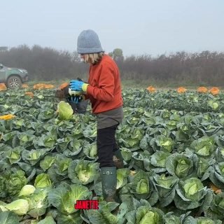 We often chat about how we like to cook the veggies we glean. Sharing recipes and favourite cooking styles. What do you like to do with your pointy cabbage? #letsgetcooking #eatyourveggies #funwithfood #surplusfood