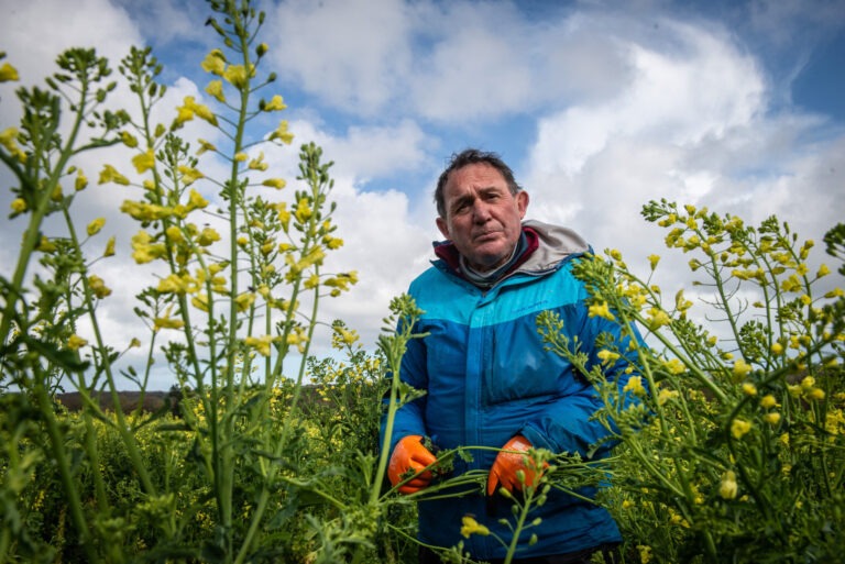 David kale glean