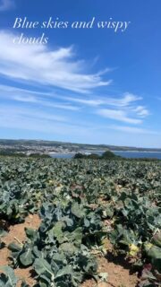 Talk about a glean with a view!  Gorgeous summer morning harvesting broccoli down West penwith this week. Hunting small but tasty produce from this scenic spot. Then gathering courgettes from nearby fields, these along with spuds and cauliflower making a massive 4 veg glean for the team at Gleaning Cornwall this week. All made possible by the power of our wonderful volunteers and generous and supportive farming community #community #farming #cornwalluk #volunteer #broccoli #courgettes #nutrition #foodpovertyawareness