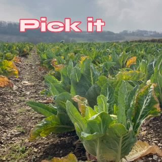 This week we communed with the ancient ones. Enjoying a well deserved post glean cuppa. This lovely bunch picked and packed nearly a tonne of greens in record time. Well done Cornish gleaners and thank you @riviera.produce for the super fresh surplus cabbages#collaborations #eatyourvegetables #perranround #ancientways #gleaning
