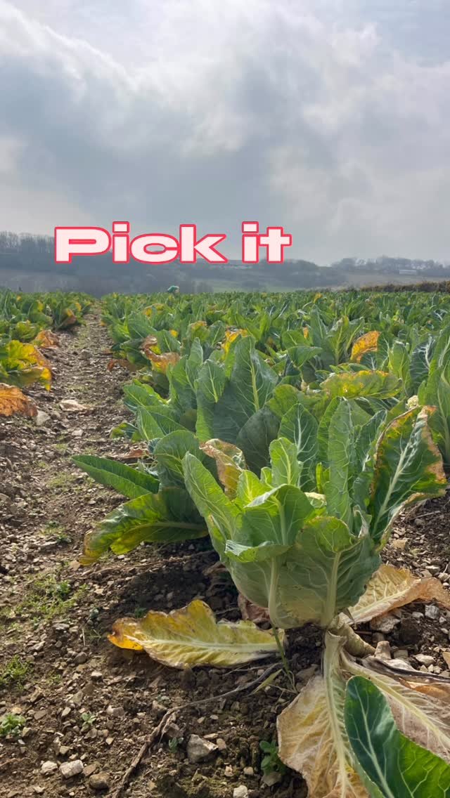 This week we communed with the ancient ones. Enjoying a well deserved post glean cuppa. This lovely bunch picked and packed nearly a tonne of greens in record time. Well done Cornish gleaners and thank you @riviera.produce for the super fresh surplus cabbages#collaborations #eatyourvegetables #perranround #ancientways #gleaning