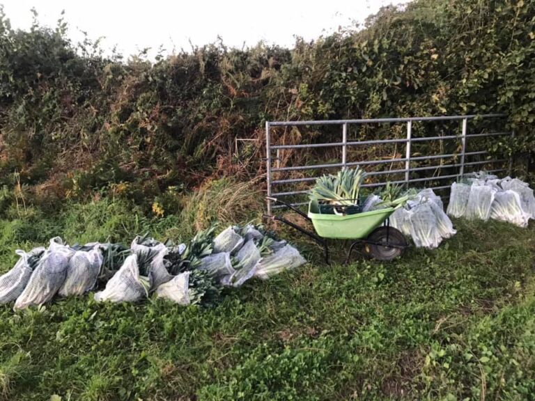 Gleaning Cornwall – making a massive impact on food poverty